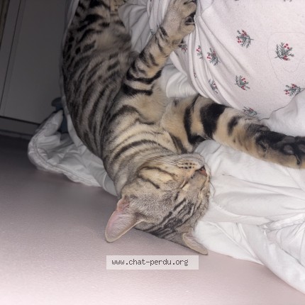 Photo of a cat found in Paris