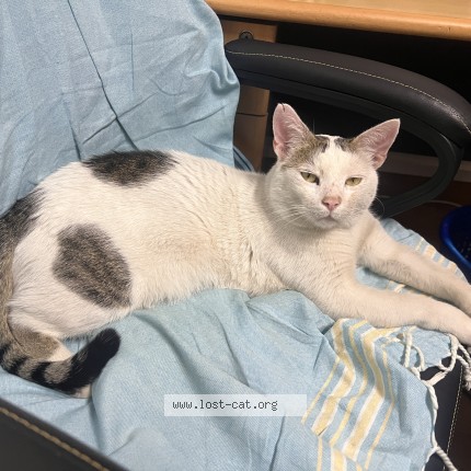 Photo 1/1 Reunited cat Lost in Lavington