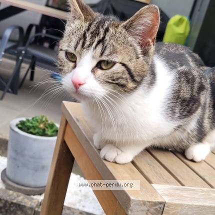 Foto 1/1 Bloom Kat vermist in Kraainem