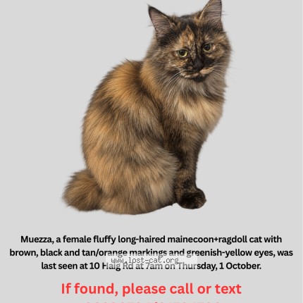 Photo 1/1 Muezza Cat lost in Singapore