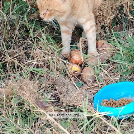 Foto 1/1 Gatto trovato Trovato a Castel Sant Elia