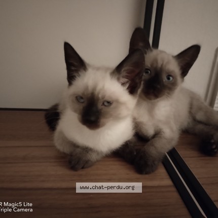 Foto einer wiedergefundenen Katze in Epinal