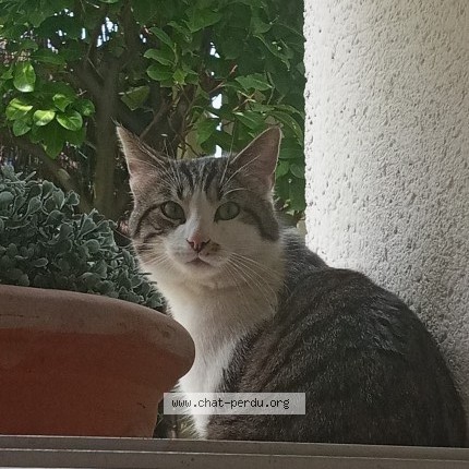 Photo of a cat found in Ezanville