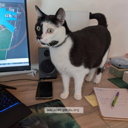 Photo of a cat found in Launaguet