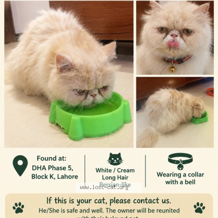 Photo 1/1 Found cat Found in Dha Phase 5