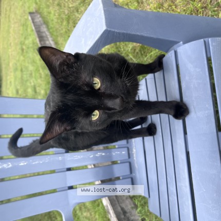 Photo 1/1 jojo Cat lost in North Grafton