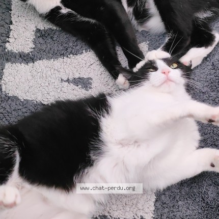 Photo of a cat found in Pertuis