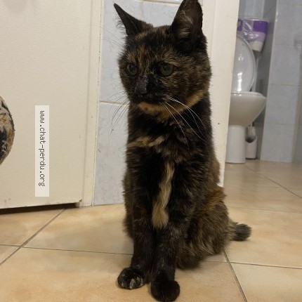 Photo of a cat found in Loupiac