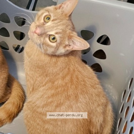 Photo 1/1 Luke Cat lost in L Ile Perrot