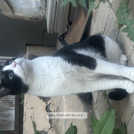 Photo of a cat found in Frontignan