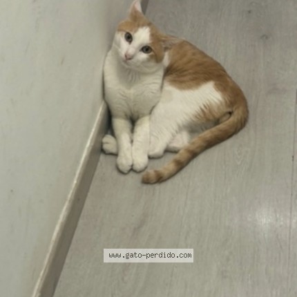 Photo of a cat found in Barcelona