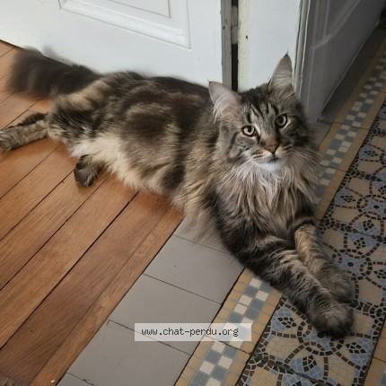 Photo of a cat found in La Rochelle
