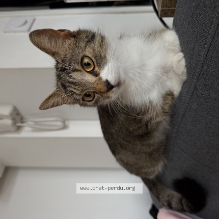 Photo of a cat found in Lille