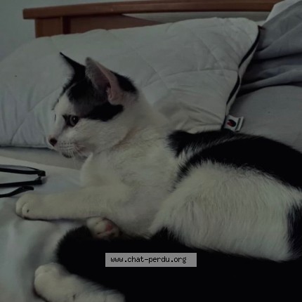 Photo of a cat found in Quinsac