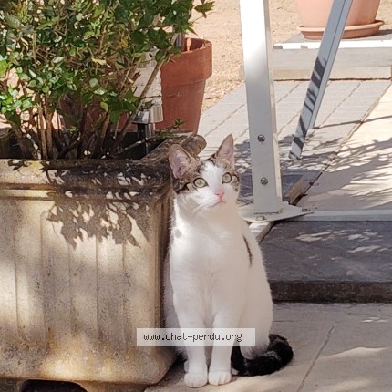 Photo of a cat reunited in Chenas
