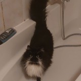Oreo