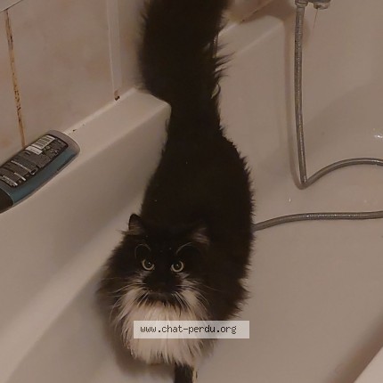 Foto 1/1 Oreo Kat vermist in Wanze