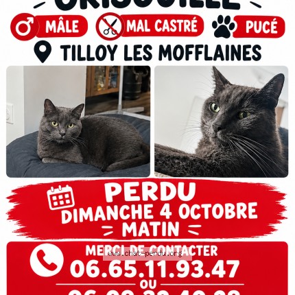 Photo of a cat reunited in Tilloy Les Mofflaines