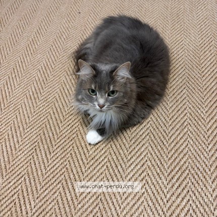 Photo of a cat found in Saint Nazaire