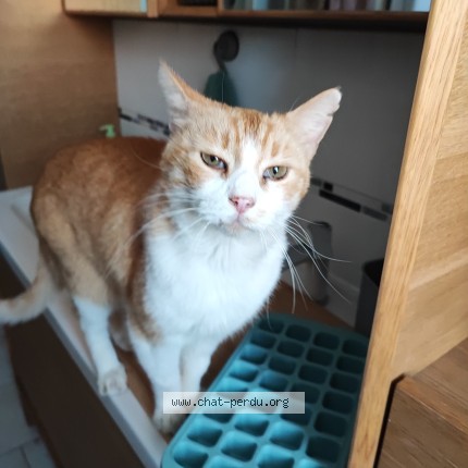 Photo of a cat found in Cambrai