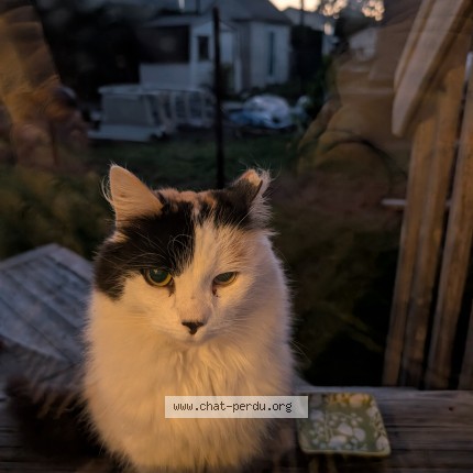 Photo 1/1 Found cat Found in Saint Hubert