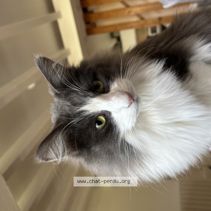 Photo of a cat found in Blanquefort