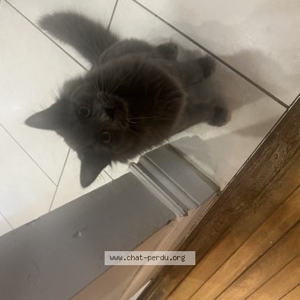 Photo 1/1 Calvin Therrien Cat lost in Montreal
