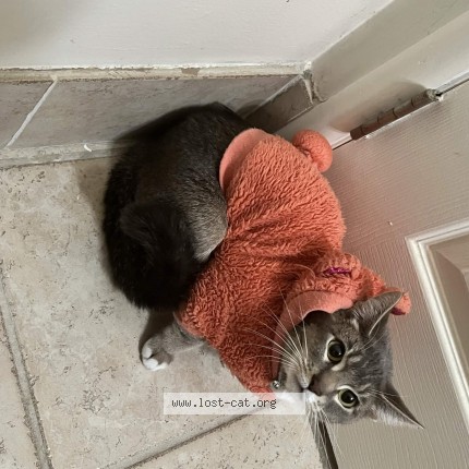Photo 2/3 Misty Cat lost in Richmond