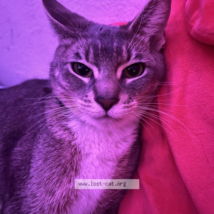Photo 3/3 Misty Cat lost in Richmond