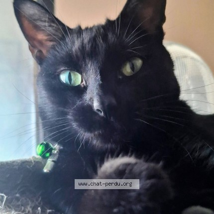 Photo of a cat reunited in Clamart