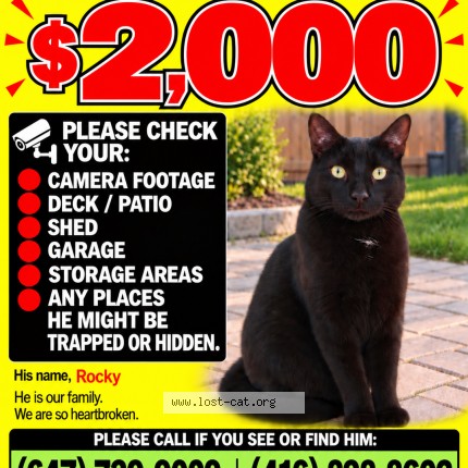 Photo 1/2 Rockey Cat lost in Vaughan