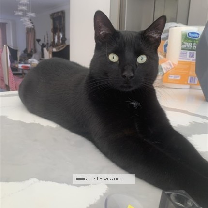 Photo 2/2 Rockey Cat lost in Vaughan