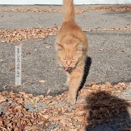Photo 1/1 Found cat Found in Winnipeg