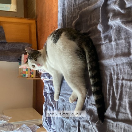 Foto einer wiedergefundenen Katze in Saint Hilaire Saint Florent