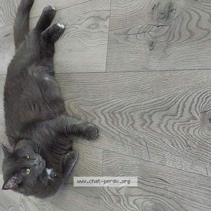 Photo 1/1 Agahte Cat lost in Mirabel