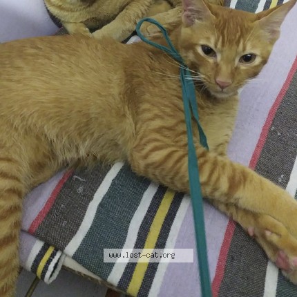 Picture of cat lost at Pilerne Saligao Goa
