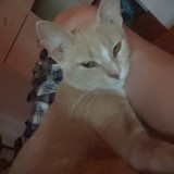 rosie