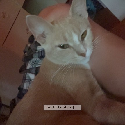 Photo 1/1 rosie Cat lost in Carlisle