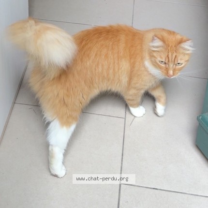 Photo of a cat found in Valseme