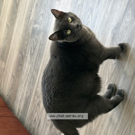 Photo 1/1 Lucie Cat lost in Chambly