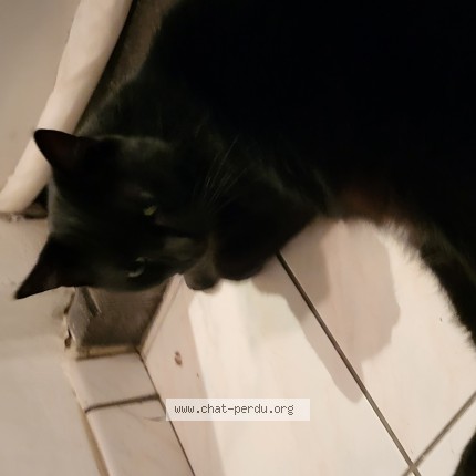Foto 1/1 Kat gevonden Gevonden in Evere