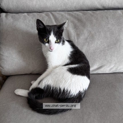 Photo of a cat found in Bordeaux