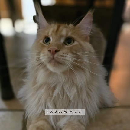 Photo of a cat found in Cuers
