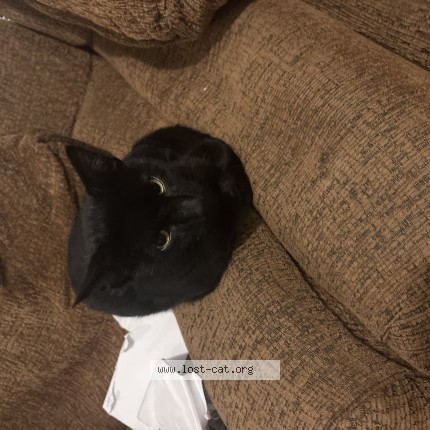 Photo 1/1 Found cat Found in Philadelphia