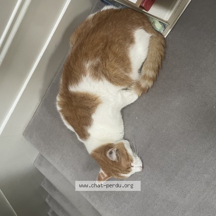 Foto einer wiedergefundenen Katze in Saint Maur Des Fosses