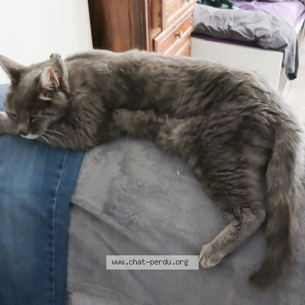 Photo of a cat found in Chambery