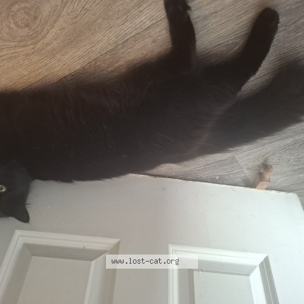 Photo 1/1 Jinx Cat lost in Milton Keynes