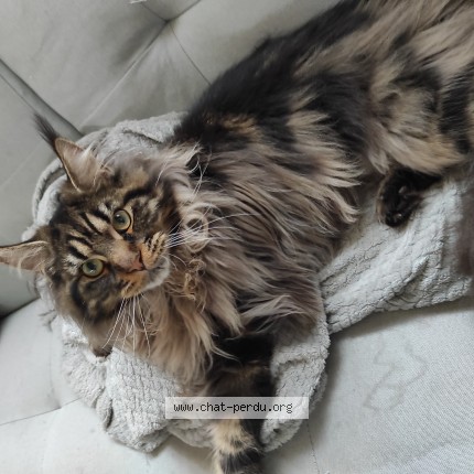 Photo of a cat found in Maignelay Montigny
