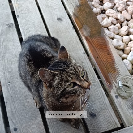 Foto 1/1 Gatto trovato Trovato a Champex Lac