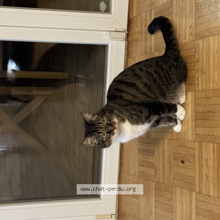 Foto 1/1 Gefundene Katze Gefunden in Lausanne